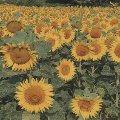 正规的大小单双平台网址